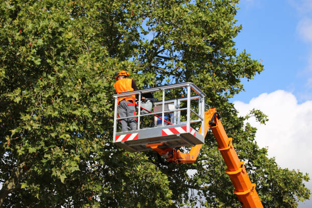 Best Tree Risk Assessment  in Mcswain, CA